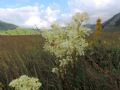 Filipendula vulgaris