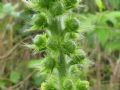 Agrimonia eupatoria