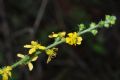 Agrimonia eupatoria