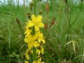 Agrimonia eupatoria