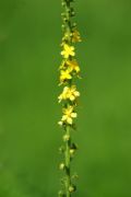 Agrimonia eupatoria