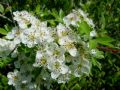 Crataegus monogyna