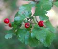 Crataegus oxyacantha