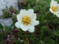 Dryas octopetala