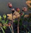 Geum rivale