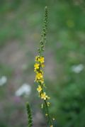 Agrimonia eupatoria