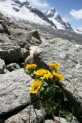 Geum reptans