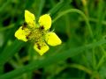 Geum urbanum