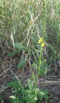 Agrimonia eupatoria