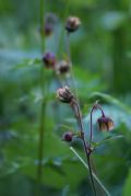 Geum rivale