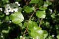 Crataegus oxyacantha