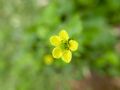 Geum urbanum