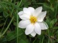 Dryas octopetala