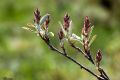 Amelanchier ovalis