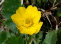 Geum montanum