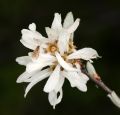 Amelanchier ovalis