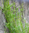 Galium aparine