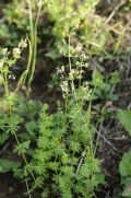 Galium mollugo