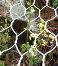 Galium corrudiifolium (cfr.)