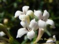 Asperula aristata subsp. scabra