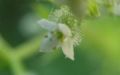 Galium aparine