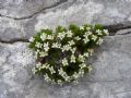 Galium palaeoitalicum