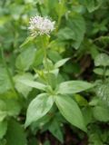 Asperula taurina