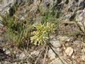 Asperula aristata