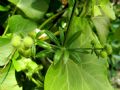 Galium aparine