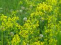 Galium verum