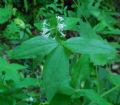 Asperula taurina