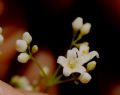 Galium sp.