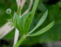 Galium aparine