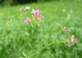 Galium rubrum