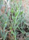 Asperula crassifolia