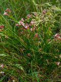 Asperula aristata