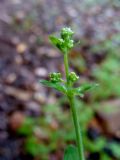 Galium scabrum