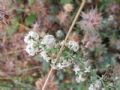 Galium pallidum