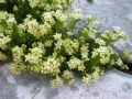 Galium magellense