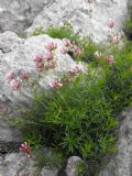 Asperula hexaphylla