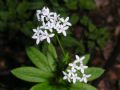 Galium odoratum