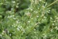 Galium aparine