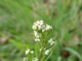 Galium aparine