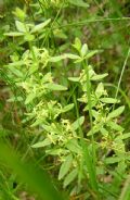 Cruciata glabra