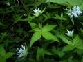 Asperula taurina