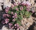 Asperula gussonii