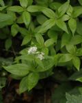 Asperula taurina