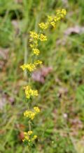 Galium verum