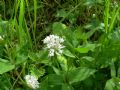 Asperula taurina