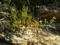 Galium lucidum